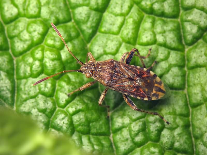 Stictopleurus Stål, 1872